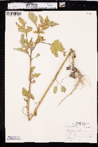Xanthium orientale image