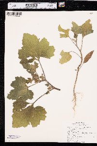 Xanthium orientale image