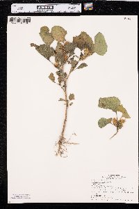 Xanthium orientale image