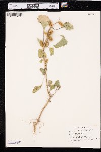 Xanthium orientale image