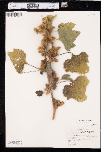 Xanthium orientale image