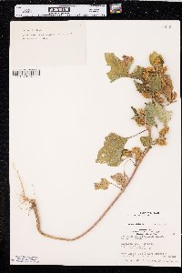 Xanthium orientale image