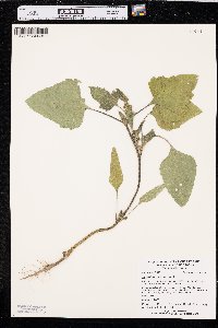 Xanthium orientale image