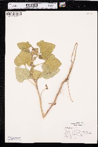 Xanthium orientale image