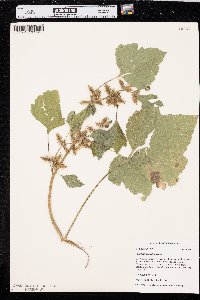 Xanthium orientale image