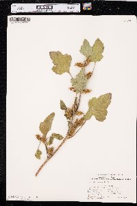 Xanthium orientale image