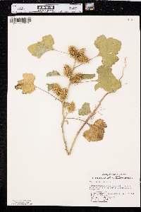 Xanthium orientale image