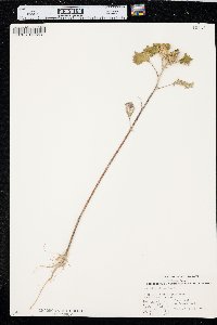 Xanthium orientale image
