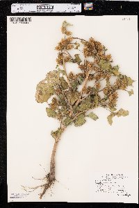 Xanthium orientale image