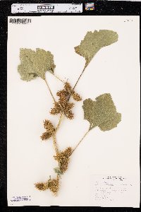 Xanthium orientale image