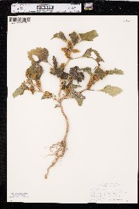 Xanthium orientale image