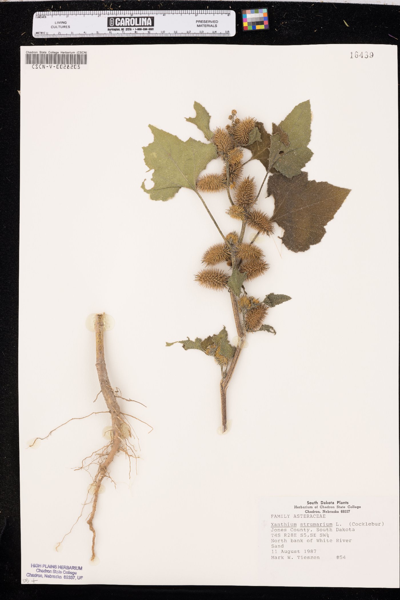 Xanthium orientale image