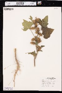Xanthium orientale image