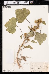 Xanthium orientale image