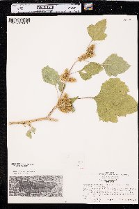 Xanthium orientale image
