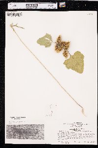 Xanthium orientale image