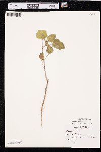 Xanthium orientale image