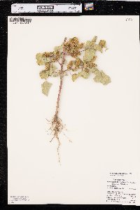 Xanthium orientale image