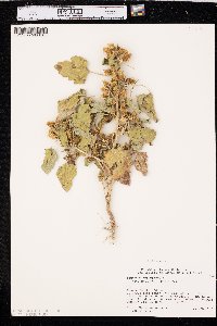 Xanthium orientale image