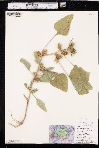 Xanthium orientale image