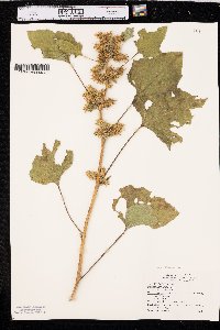 Xanthium strumarium var. glabratum image