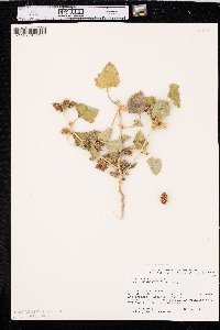 Xanthium orientale image