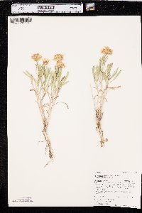 Xylorhiza glabriuscula var. glabriuscula image