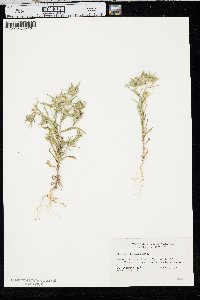 Collomia linearis image