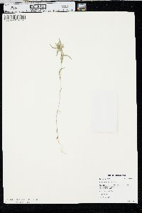 Collomia linearis image