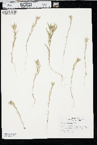 Collomia linearis image