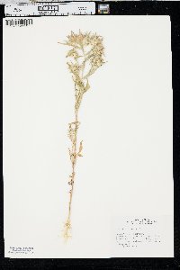 Collomia linearis image