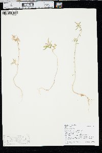 Collomia linearis image