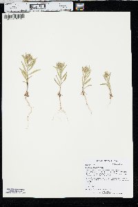 Collomia linearis image