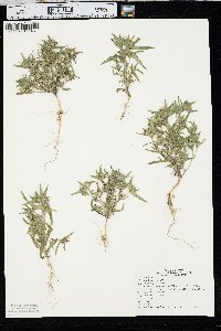 Collomia linearis image