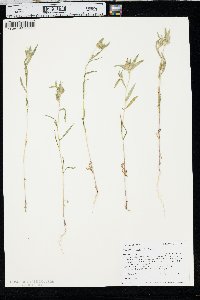 Collomia linearis image