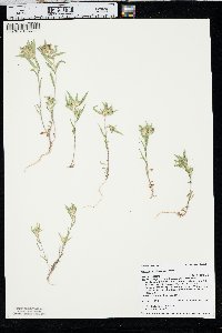 Collomia linearis image