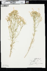 Ipomopsis longiflora image