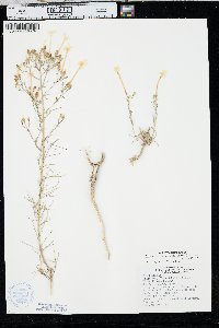 Ipomopsis longiflora image