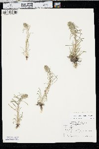 Ipomopsis spicata image