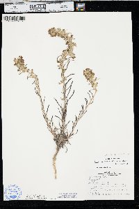 Ipomopsis spicata image