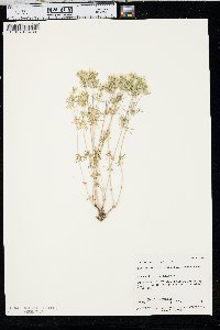 Linanthus nuttallii image