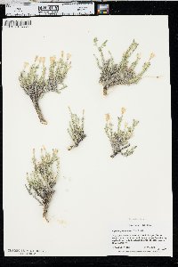 Linanthus pungens image