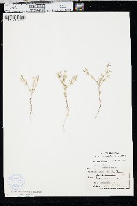 Phlox gracilis image