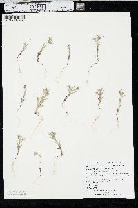 Phlox gracilis subsp. humilis image