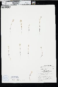 Phlox gracilis image