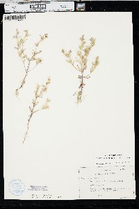 Phlox gracilis image