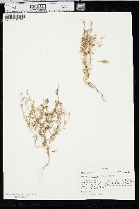 Phlox gracilis image