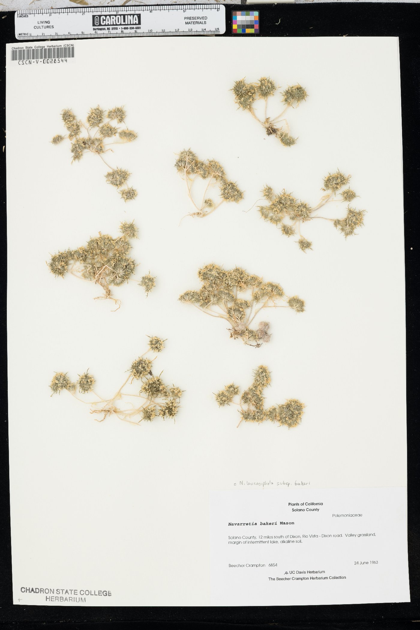 Navarretia leucocephala image