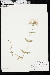 Phlox divaricata subsp. laphamii image