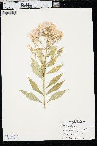 Phlox paniculata image